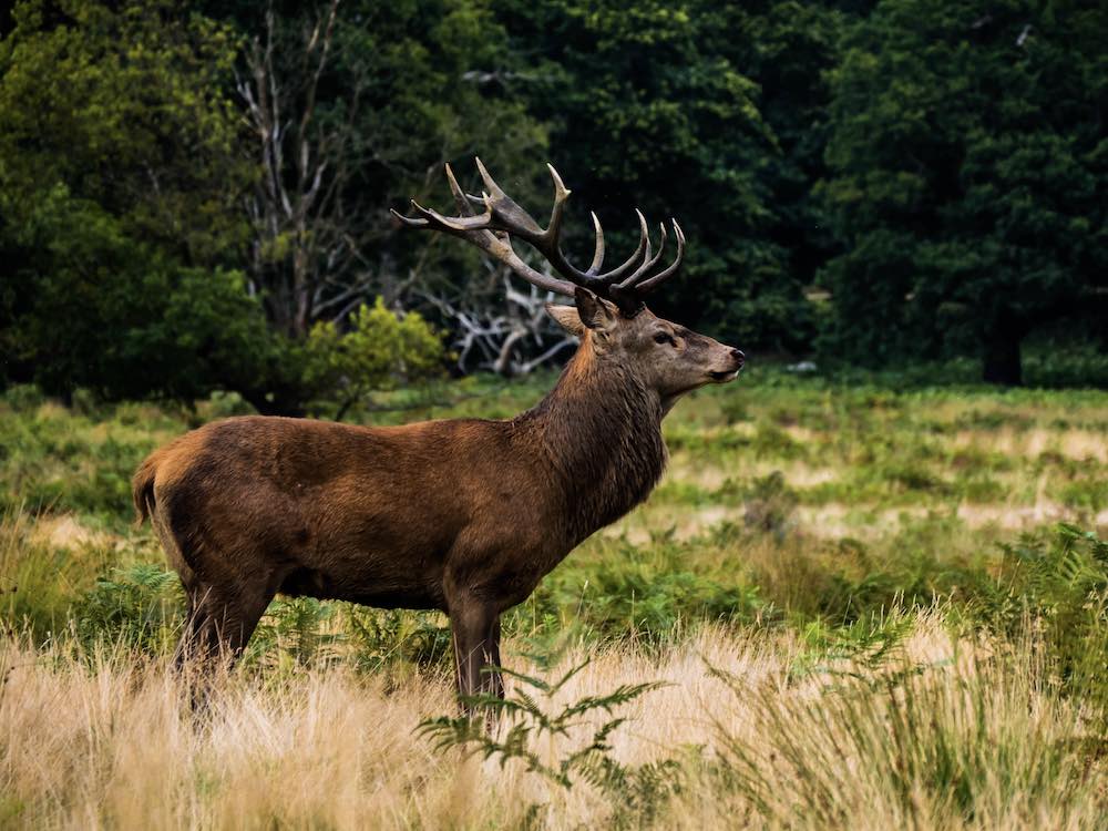 a deer in grassy area